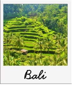 Link to the page Visit Bali with Back to the Roots