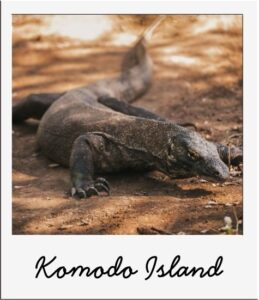 Link to the page Visit Komodo Islands with Back to the Roots