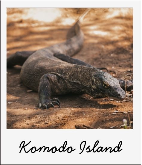 Link to the page Visit Komodo Islands with Back to the Roots