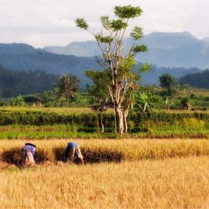 Farm tour in Bali