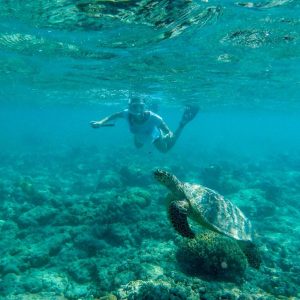 Dive with turtle in Bali