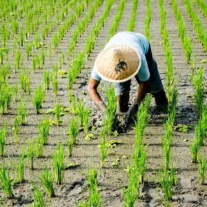 Farm to table bali