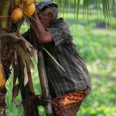 Coconut haversting in bali tabanan