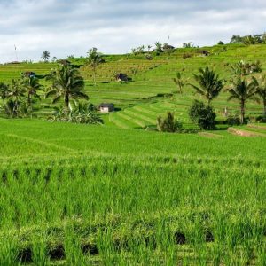 Visit Tabanan