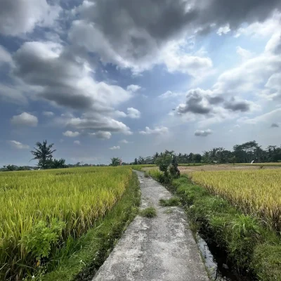 ricefield in Sidemen