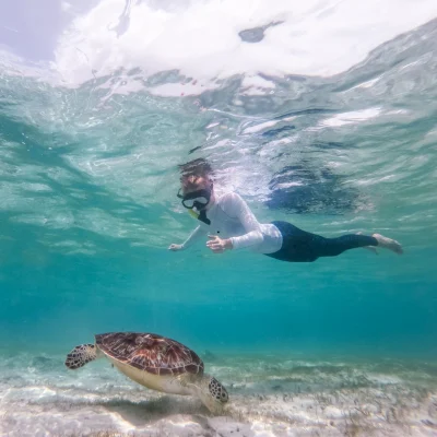 Swim with turtles