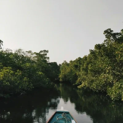 mangrove in pemuteran