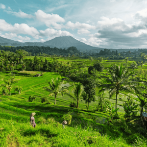 Tabanan ricefield