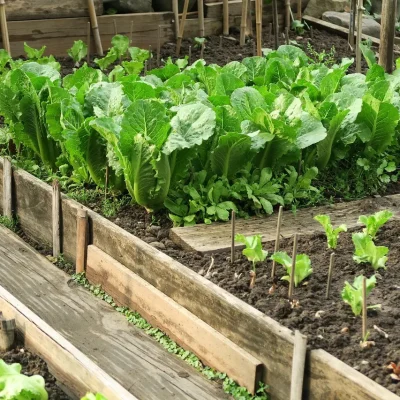 Organic Farm