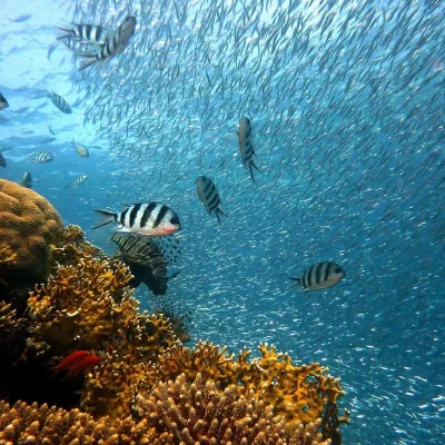 coral & fish
