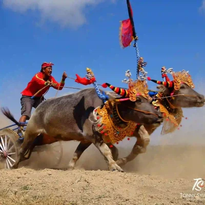 buffalo race makepung jembrana