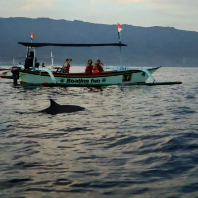 swim with dolphins in Lovina
