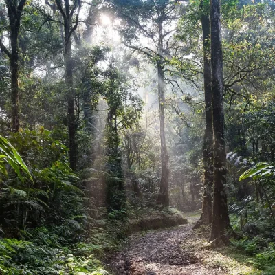 rainforest-4350845_1280